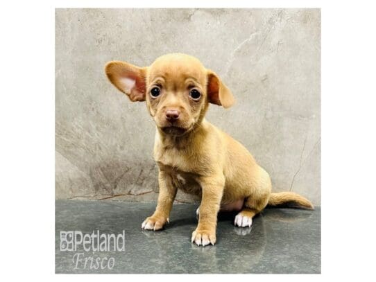 [#33417] Chocolate Sabled Fawn Female Chihuahua Puppies for Sale
