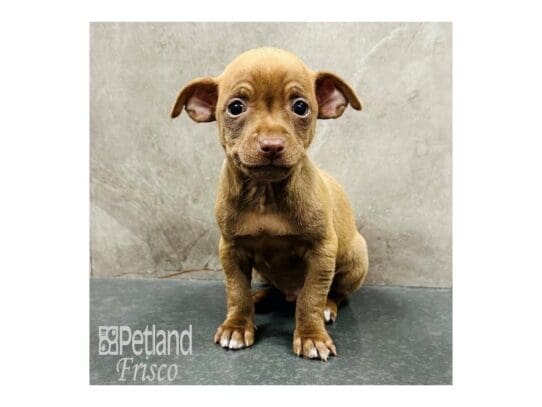 [#33416] Chocolate Sabled Fawn Male Chihuahua Puppies for Sale