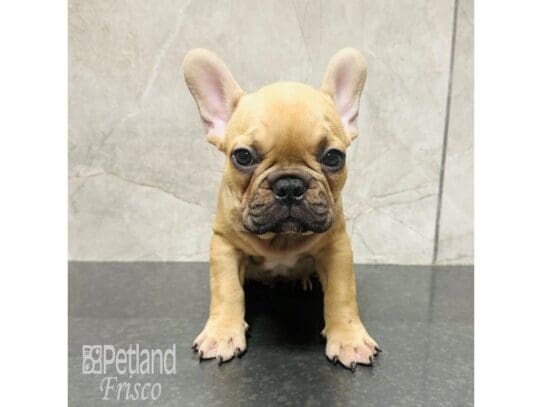[#33409] Fawn Male French Bulldog Puppies for Sale