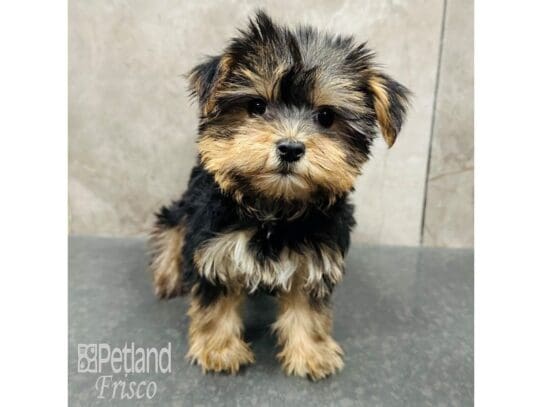 [#33400] Black / Tan Female Yorkshire Terrier Puppies for Sale