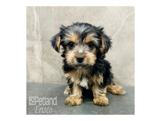 [#33399] Black / Tan Female Yorkshire Terrier Puppies for Sale