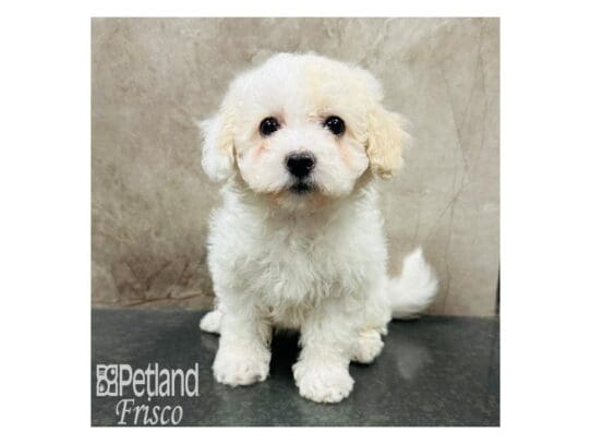 [#33390] White Female Maltipoo Puppies for Sale