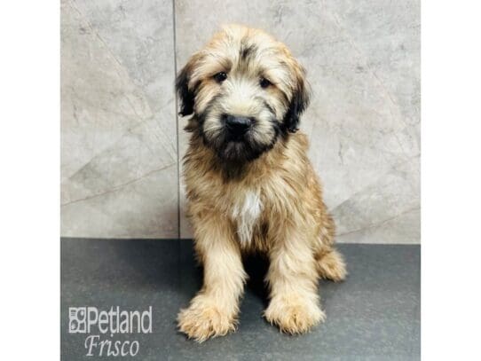 [#33432] Wheaten Female Soft Coated Wheaten Terrier Puppies for Sale