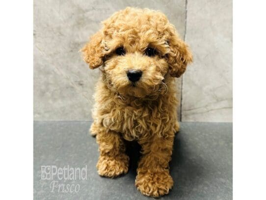 [#33447] Apricot Male Cavapoo Puppies for Sale
