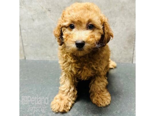 [#33446] Apricot Female Cavapoo Puppies for Sale