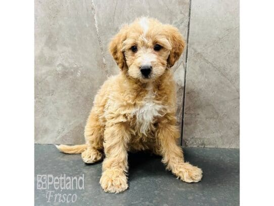 [#33443] Gold and white Female F1B Mini Goldendoodle Puppies for Sale