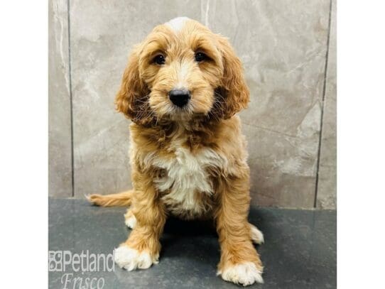 [#33442] Gold and white Female F1B Mini Goldendoodle Puppies for Sale