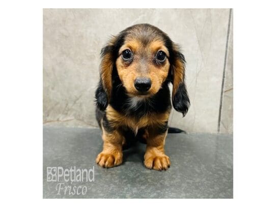 [#33439] Black / Tan Female Miniature Dachshund Puppies for Sale
