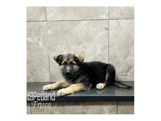 [#33434] Black / Tan Male German Shepherd Dog Puppies for Sale
