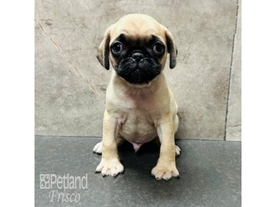 [#33464] Fawn Male Pug Puppies for Sale