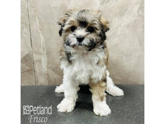 [#33468] Red Sable Male Maltipoo Puppies for Sale