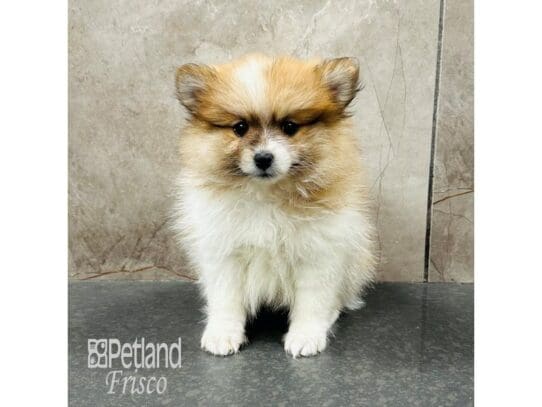 [#33477] Red Sable Female Pomeranian Puppies for Sale