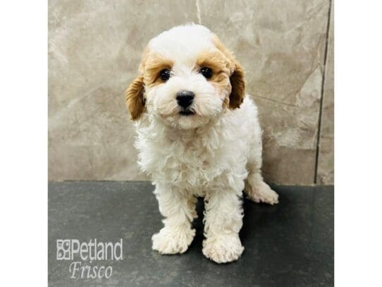 [#33480] Apricot & White Female Miniature Poodle Puppies for Sale