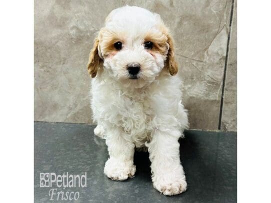 [#33481] Apricot & White Female Miniature Poodle Puppies for Sale