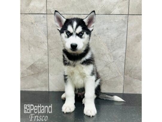 [#33478] Black / White Male Siberian Husky Puppies for Sale