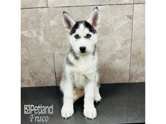 [#33474] Black / White Female Siberian Husky Puppies for Sale