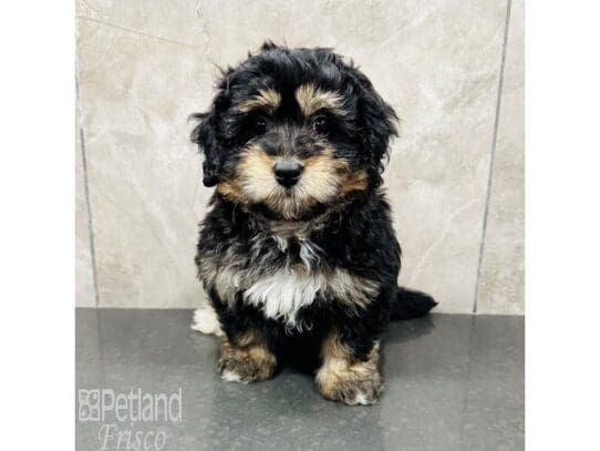 [#33467] Black / Tan Female Miniature Bernedoodle Puppies for Sale