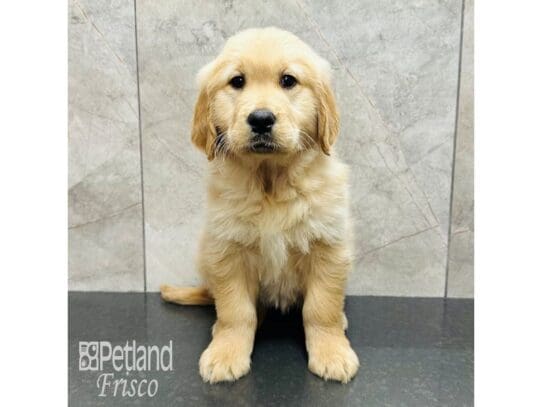 [#33453] Golden Female Golden Retriever Puppies for Sale