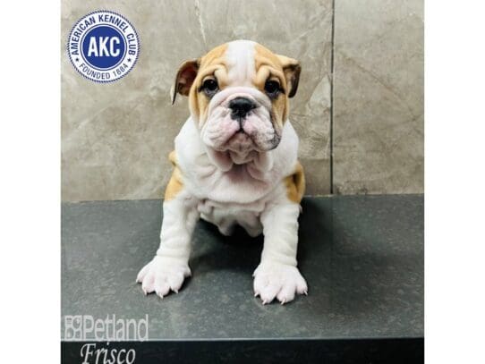 [#33470] Red / White Male English Bulldog Puppies for Sale