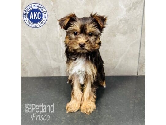 [#33462] Chocolate / Tan Female Yorkshire Terrier Puppies for Sale