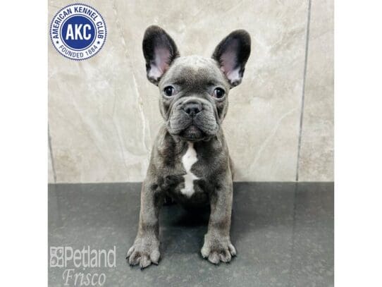 [#33457] Blue Male French Bulldog Puppies for Sale