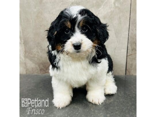 [#33495] Tri-Colored Male Bernedoodle Mini 2nd Gen Puppies for Sale