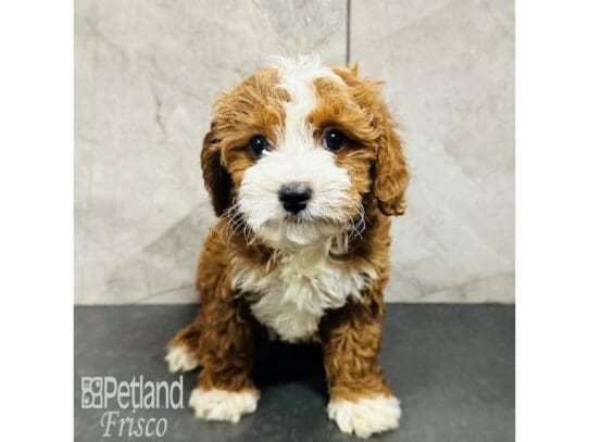 [#33490] Red Male Cavapoo Puppies for Sale