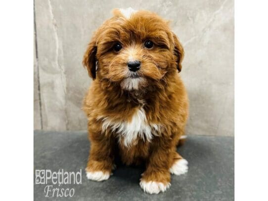 [#33497] Red / White Female Bernedoodle Mini 2nd Gen Puppies for Sale