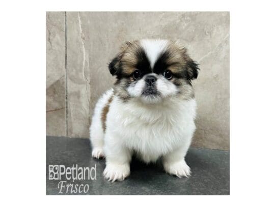 [#33371] Sable / White Male Pekingese Puppies for Sale