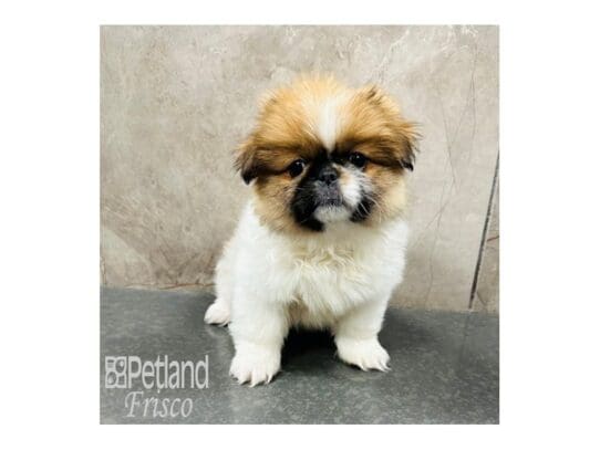 [#33370] Sable / White Female Pekingese Puppies for Sale