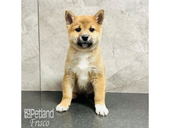 [#33364] Red Sesame Male Shiba Inu Puppies for Sale