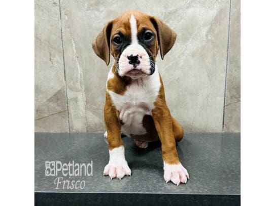 [#33362] Fawn Male Boxer Puppies for Sale