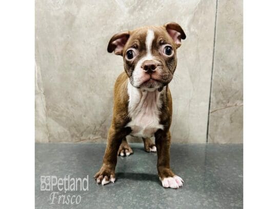[#33411] Seal / White Male Boston Terrier Puppies for Sale