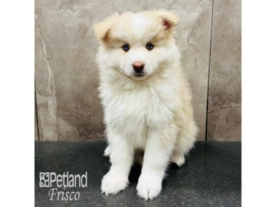 [#33425] Female Pomsky Puppies for Sale