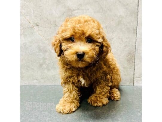 [#33448] Apricot Male Cavapoo Puppies for Sale