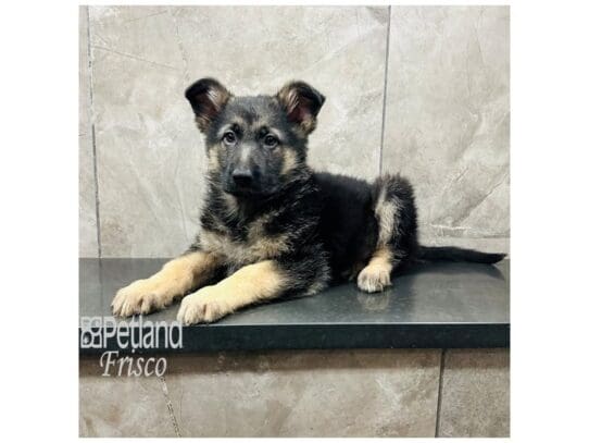 [#33433] Black / Tan Female German Shepherd Dog Puppies for Sale
