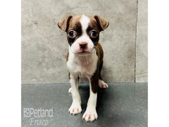 [#33460] Seal / White Female Boston Terrier Puppies for Sale