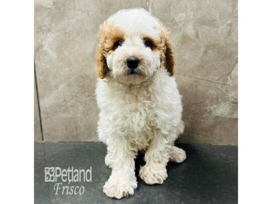 [#33479] Apricot & White Male Miniature Poodle Puppies for Sale