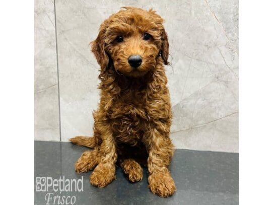 [#33487] Red Male Miniature Goldendoodle Puppies for Sale