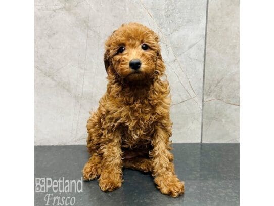 [#33483] Red Female Miniature Goldendoodle Puppies for Sale