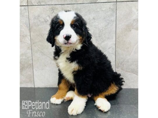 [#33472] Black Rust / White Male Bernese Mountain Dog Puppies for Sale