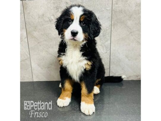 [#33471] Black Rust / White Female Bernese Mountain Dog Puppies for Sale
