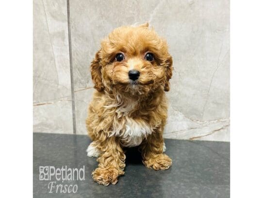 [#33507] Apricot Female Cavapoo Puppies for Sale