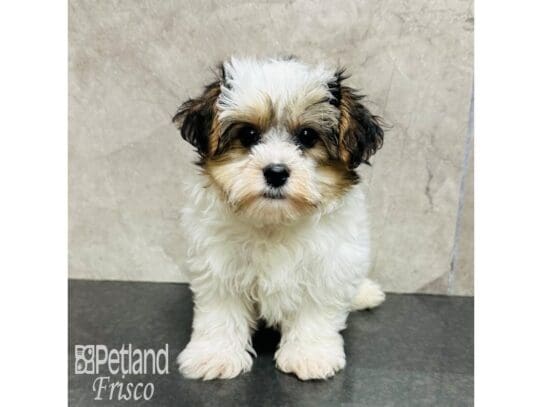 [#33505] White and Brindle Male Yochon Puppies for Sale