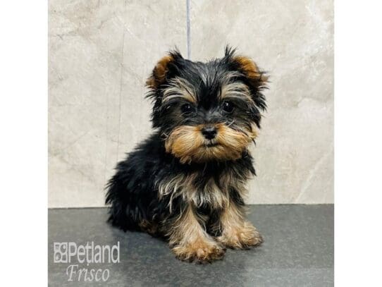 [#33501] Black and Tan Male Yorkshire Terrier Puppies for Sale