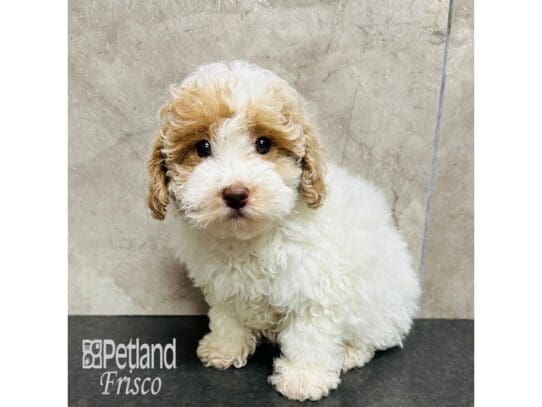 [#33496] White / Apricot Female Miniature Poodle Puppies for Sale