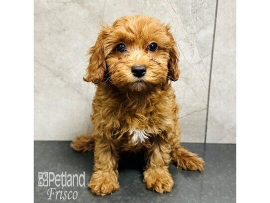 [#33506] Red Female Cavapoo Puppies for Sale