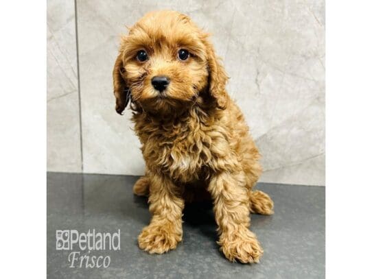 [#33509] Red Male Cavapoo Puppies for Sale