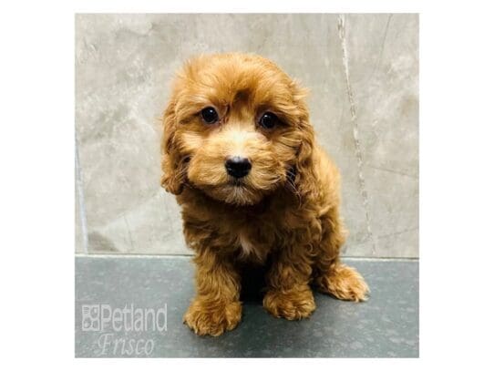 [#33510] Red Female Cavapoo Puppies for Sale