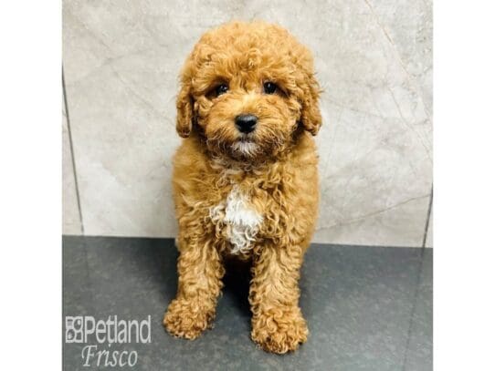 [#33494] Red Male Miniature Poodle Puppies for Sale